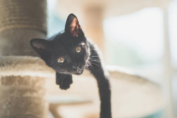 Χαριτωμένο Μαύρο Γατάκι Που Βρίσκεται Στον Πύργο Γάτα Και Βλέπουν — Φωτογραφία Αρχείου