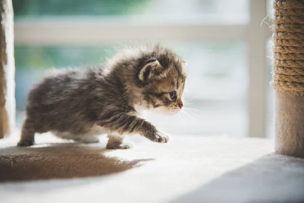 Niedliches Persisches Kätzchen Läuft Auf Katzenturm — Stockfoto
