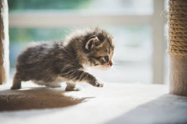 Carino Gattino Persiano Che Cammina Sulla Torre Del Gatto — Foto Stock