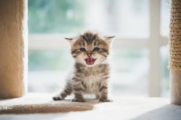 Niedliches Persisches Kätzchen Sitzt Auf Katzenturm — Stockfoto