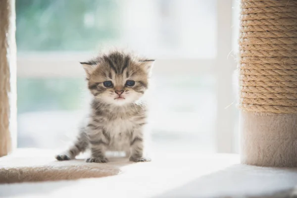 Kedi Kule Üzerinde Oturan Sevimli Farsça Kedi Yavrusu — Stok fotoğraf