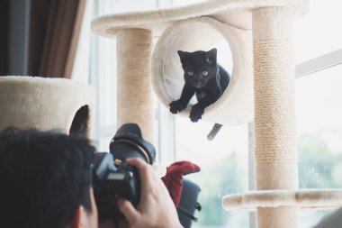 Asya fotoğrafçı siyah yavru kedi kedi bir fotoğraf çekici