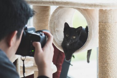 Asya fotoğrafçı siyah yavru kedi kedi bir fotoğraf çekici