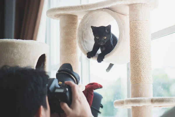 Asijské Fotograf Fotografování Černé Kotě Kočky — Stock fotografie