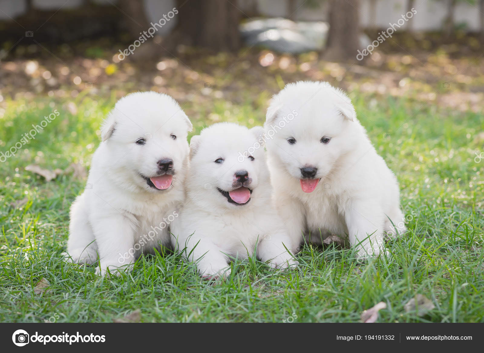 white siberian husky puppy