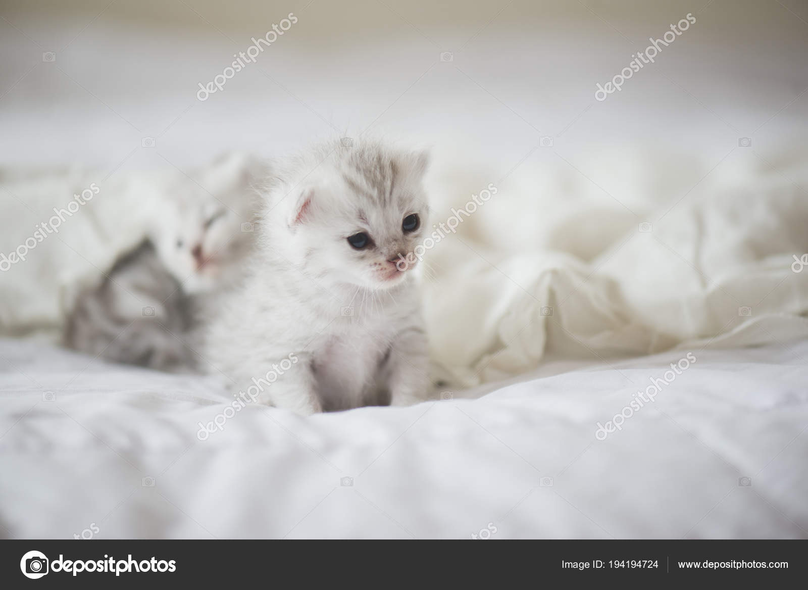 Newborn American Shorthair Kittens Sitting White Bed Stock Photo