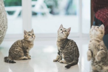 Birlikte odaya oynayan sevimli yavru kedi