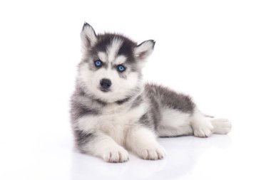 Mavi gözlü Sibirya husky yavrusu izole beyaz arka plan üzerinde oturan