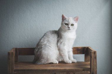 Eski ahşap raf ışık--dan a pencere altında oturan sevimli Amerikan kısa saç yavru kedi