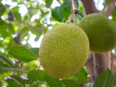 Genç nefesi ağaç, yakın çekim