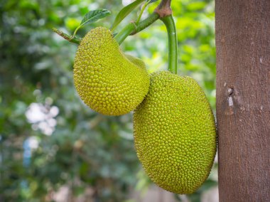 Genç nefesi ağaç, yakın çekim