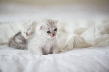 Beyaz yatağın üstüne oturan yeni doğmuş Amerikalı stenografi kedi