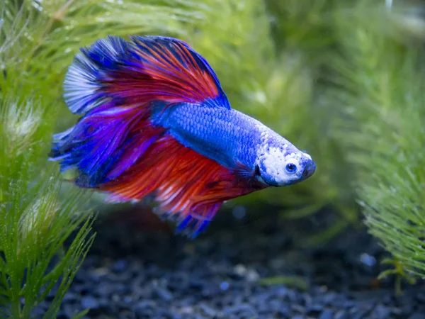 Közelkép Kék Félhold Sziámi Harcoshal Fish Tank — Stock Fotó