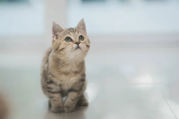 귀여운 고양이 앉아서 카메라를 — 스톡 사진