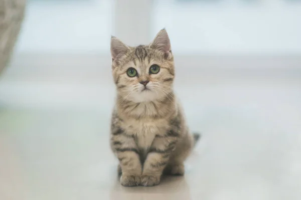 Cute Kitten Siedząc Patrząc Kamery — Zdjęcie stockowe