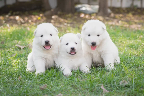 Group White Siberian Husky Puppies Sitting Grass — Stock Photo, Image