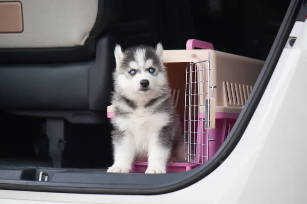 Bir seyahat kutusu içinde oturan sevimli Sibirya husky köpek yavrusu
