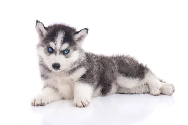 Niebieskie Oczy Siberian Husky Szczeniak Siedział Białym Tle — Zdjęcie stockowe