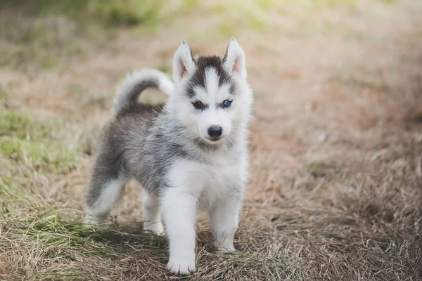 草の上に青い目シベリアン ハスキー子犬立って — ストック写真
