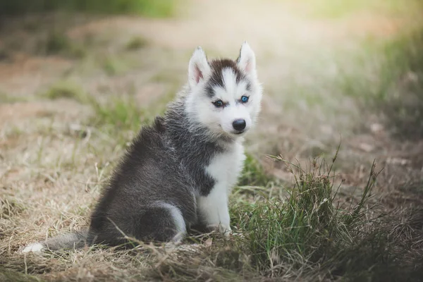 Çimenlerin Üzerinde Oturan Mavi Göz Sibirya Husky Köpek Yavrusu — Stok fotoğraf