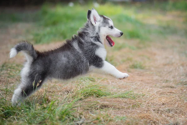 Cute Siberian Husky Puppy Jumping Grass — Stock Photo, Image