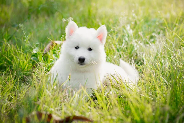 Blanco Siberiano Husky Cachorro Hierba —  Fotos de Stock