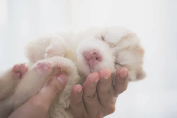 Asian Woman Hand Holding Siberian Husky Puppy — Stock Photo, Image