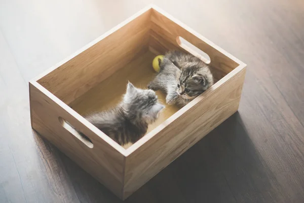 Dwa Słodkie Kociaki Playig Drewnianym Pudełku Słońcu — Zdjęcie stockowe