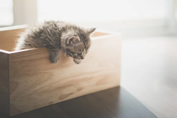日光の下で木箱にかわいい子猫カードゲーム — ストック写真