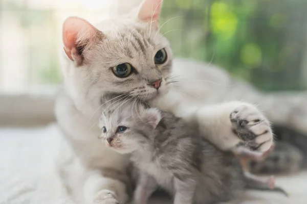 American Shorthair Cat Hugging Her Kitten Love — Stock Photo, Image