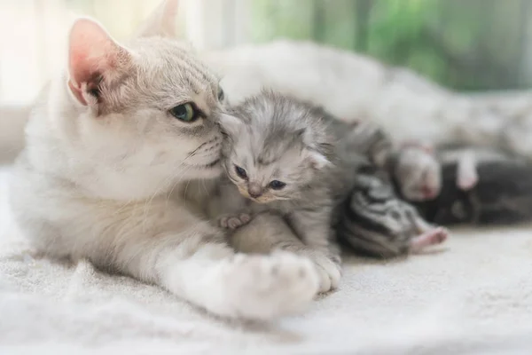 Amerikanische Kurzhaarkatze Umarmt Ihr Kätzchen Mit Liebe — Stockfoto