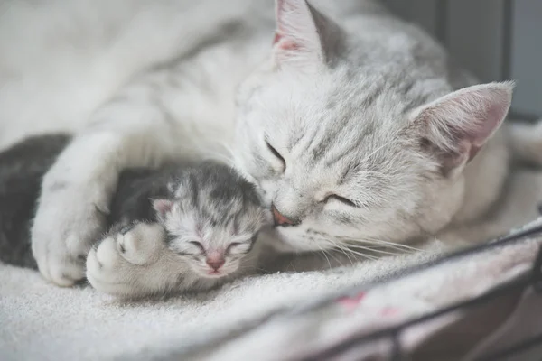 Американская Короткошерстная Кошка Целует Котенка Любовью — стоковое фото