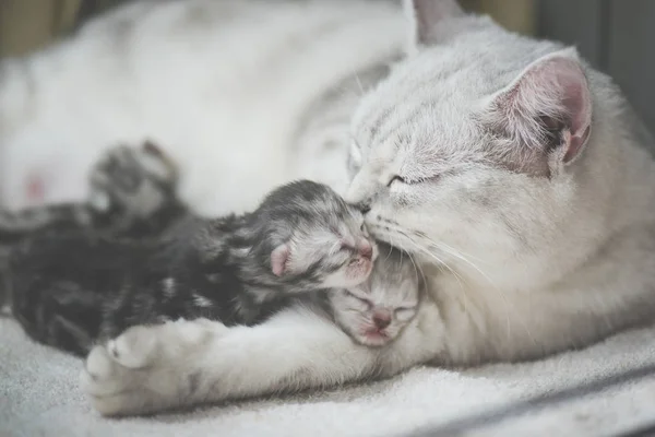 Американская Короткошерстная Кошка Целует Котенка Любовью — стоковое фото