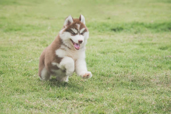 Lindo Siberiano Husky Cachorro Corriendo Hierba —  Fotos de Stock