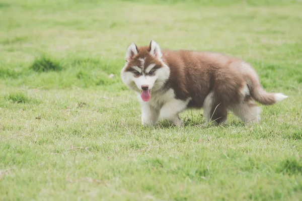 Schattig Siberische Husky Pup Uitgevoerd Gras — Stockfoto