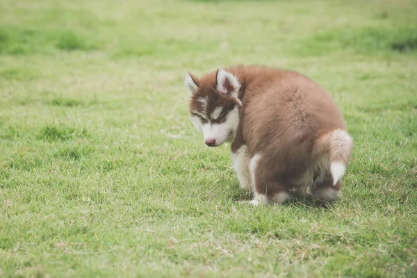 Lindo Siberiano Husky Cachorro Caca Verde Hierba —  Fotos de Stock