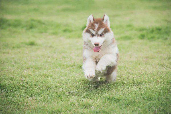 Lindo Siberiano Husky Cachorro Corriendo Hierba —  Fotos de Stock