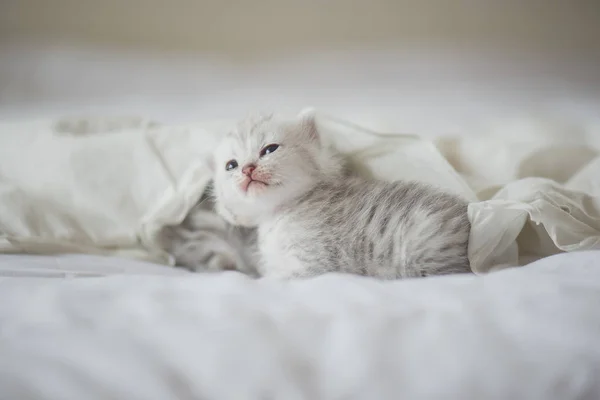 Новорожденные Американские Котята Shorthair Сидят Белой Кровати — стоковое фото