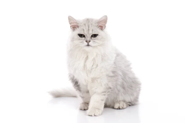 Chat Tabby Couché Regardant Sur Fond Blanc Isolé — Photo