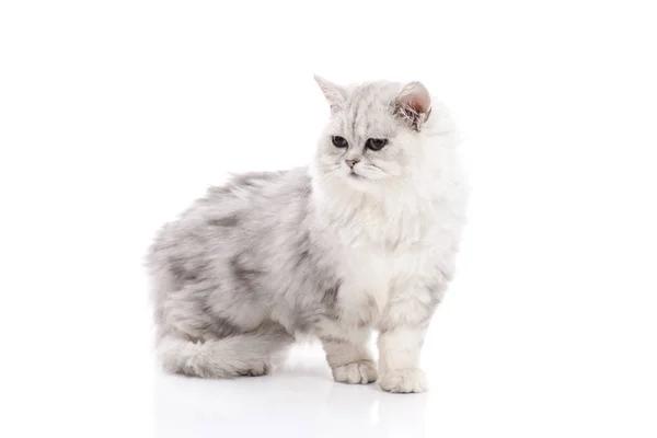 Tabby Cat Lying Looking White Background Isolated — Stock Photo, Image