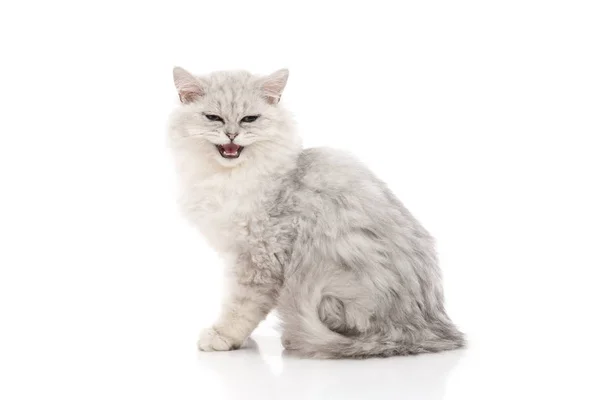 Γάτα Τάμπι Ψέματα Και Ψάχνει Άσπρο Φόντο Απομονωμένο — Φωτογραφία Αρχείου
