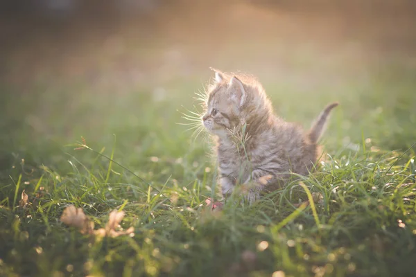 Leuk Katje Spelen Tuin Onder Zonlicht — Stockfoto