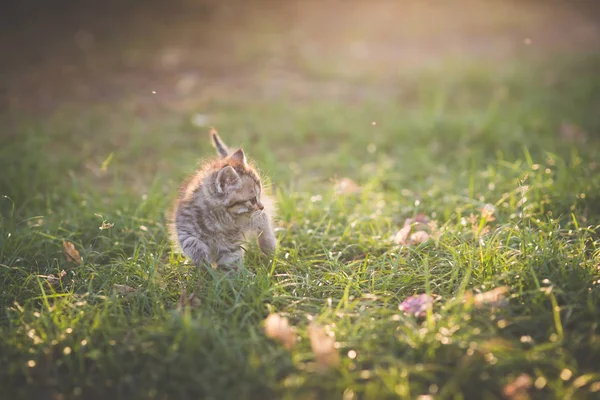 Güneş Işığı Altında Bahçede Oynayan Sevimli Yavru Kedi — Stok fotoğraf