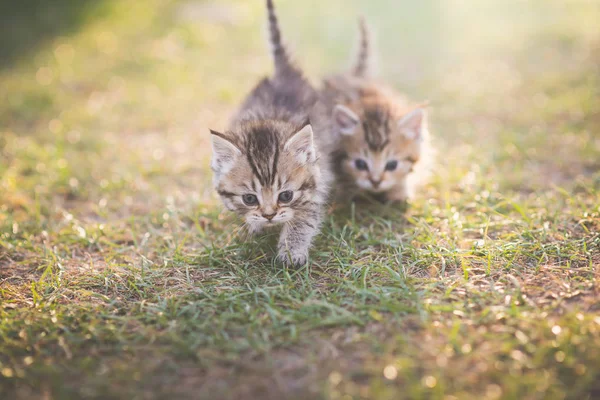 Deux Chatons Mignons Jouant Dans Jardin Sous Soleil — Photo