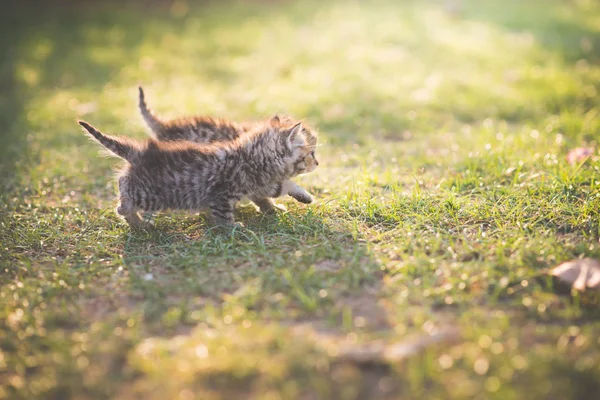 Güneş Işığı Altında Bahçede Oynayan Iki Şirin Yavru Kedi — Stok fotoğraf