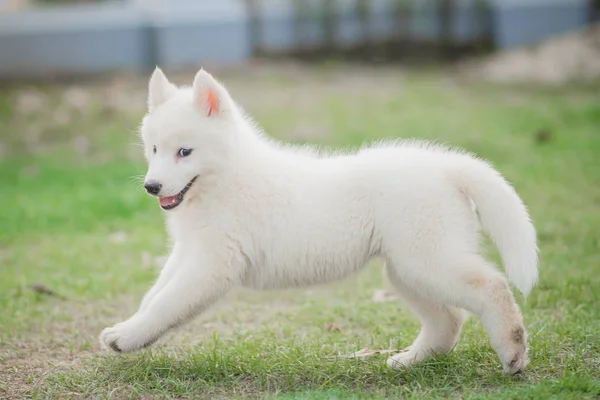 Yeşil Çimenlerin Üzerinde Çalışan Beyaz Sibirya Husky Yavrusu — Stok fotoğraf