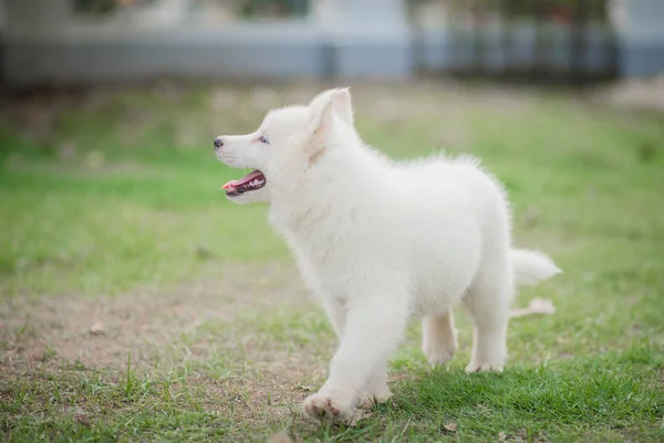 Fehér Szibériai Husky Kiskutya Fut Zöld — Stock Fotó