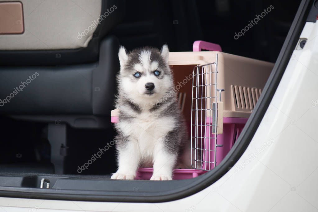 Cute siberian husky puppy  sitting in a travel box