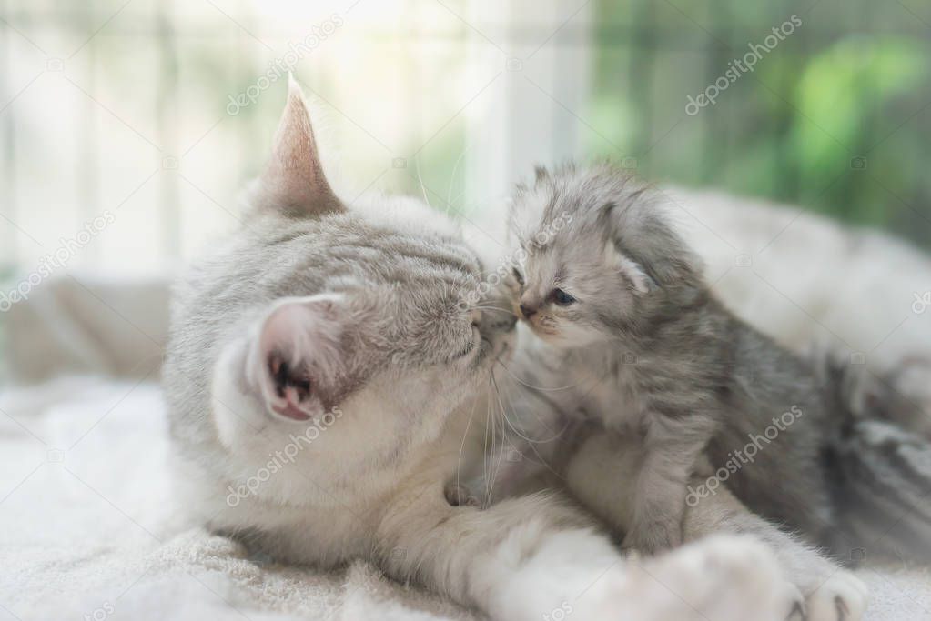 American shorthair cat hugging her kitten with love