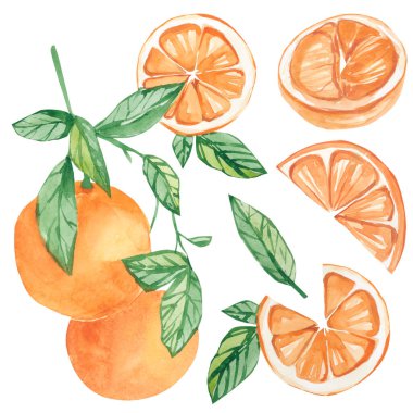 Suluboya izole edilmiş botanik çizimi. Düğün için portakallı şube, tebrik kartları, duvar kağıtları, arka planlar